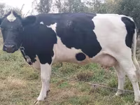 Kuh, Holstein-Rasse — Foto 4