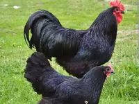 Australorp — 1-rasm