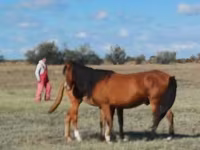 Yegua, Kazakh horse — foto 8