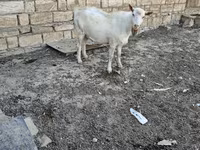 Cabra, Cabras — foto 8