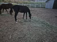 Hengst, Akhal-Teke — Foto 1