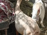 عنزة, الماعز — الصورة 2