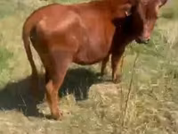Vaca, Ganado vacuno — foto 2