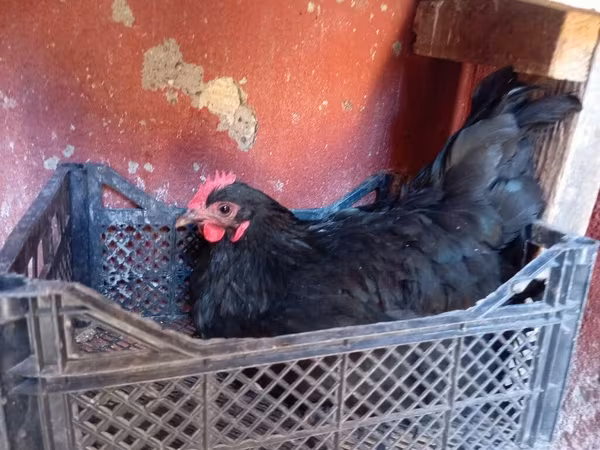Chickens