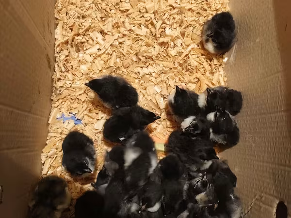 Chickens
