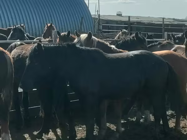 At, Horse breed