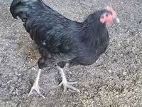 Australian Pit Game fowl — Foto 2