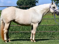 Mare, Quarter Horse — photo 7