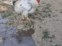 Chickens — Foto 3