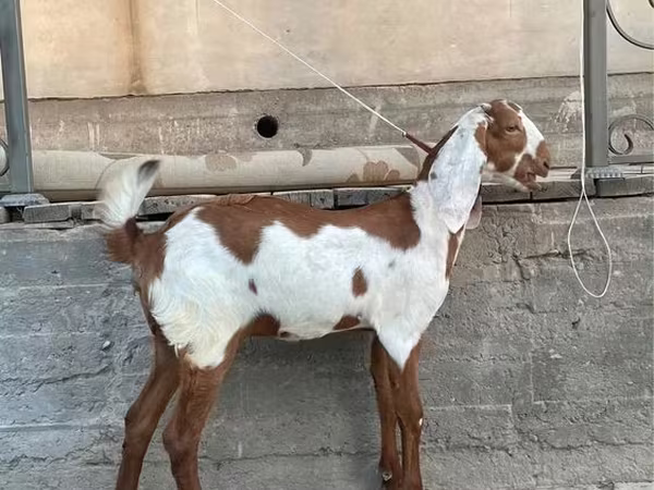 Cabra, Kamori goats
