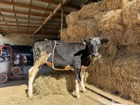 Kuh, Russian Black pied cattle — Foto 1