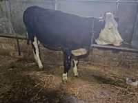 Корова, Russian Black pied cattle — фото 1
