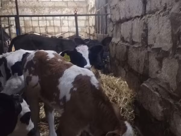 أبقار (دفعة، الجنس غير محدد), Simmental cattle
