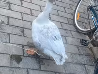 Ducks — الصورة 8