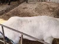 Qoyunlar (partiya, cinsi göstərilməyib), Qoyunlar — foto 5