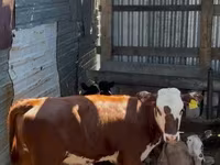 أبقار (دفعة، الجنس غير محدد), Swiss cattle — الصورة 4