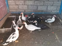 Ducks — 3-сурет