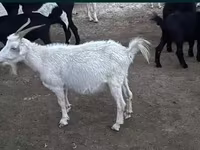 Cabra, Cabras — foto 6