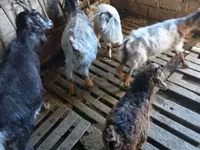 Cabra, Cabras — foto 4