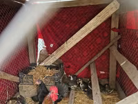Chickens — Foto 2