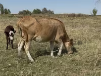 Sigir, Latvian Blue cattle — 1-rasm