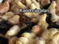 Chickens — Foto 1