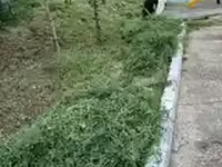 Хадсан нарийн өвс — фото 2