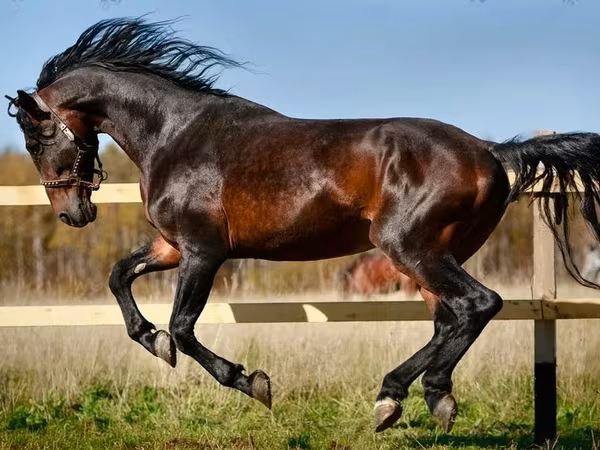 Pferde (Partie, Geschlecht nicht angegeben), Horse breed