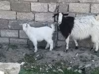 عنزة, الماعز — الصورة 1