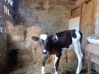 सांड, Simmental cattle — फ़ोटो 1
