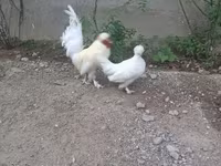 Жапон бентам — 4-сурет