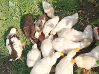 Deutscher Pekin — Foto 1
