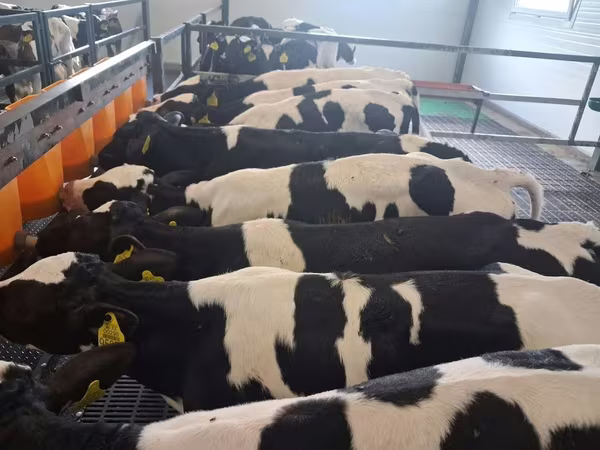 Bulle, Russian Black pied cattle