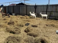 Cabra, Saanen goat — foto 3