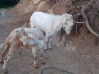 تيس, Saanen goat — الصورة 5