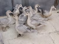 Ducks — photo 5