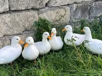 Ducks — الصورة 2