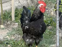 Chickens — foto 2