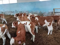 Бик, Simmental cattle — фото 2