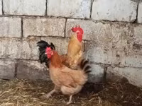 Chickens — foto 1