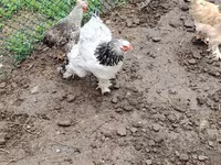 Brahma — foto 2