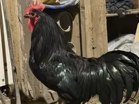 Chickens — फ़ोटो 1