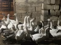 Geese — Foto 2