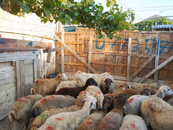 Carnero, Ovejas