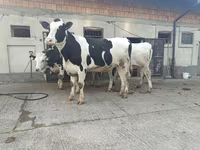 Kuh, Holstein-Rasse — Foto 3