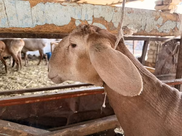 Rhon sheep