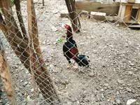 Chickens — Foto 2