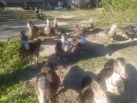 Ducks — फ़ोटो 2