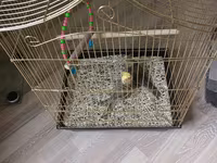Məhsul: Nimfa (cockatiel) cütü və qəfəs Təsvir:qəfəs ilə birlikdə - — photo 2