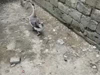 Geese — foto 1